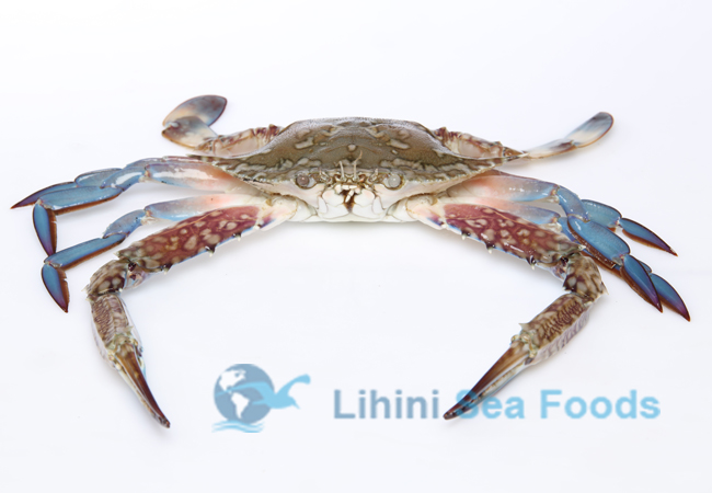 blue-swimmer-crabs
