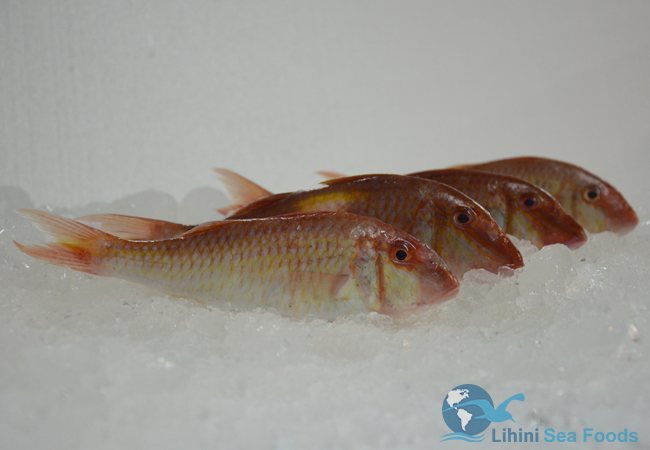 red-mullet-fish
