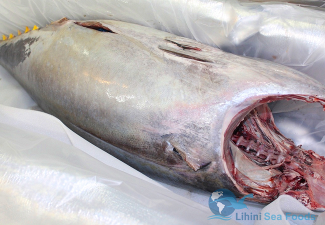 tuna-whole-fish